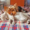 Sleeping Little Dog And Cat Paint By Numbers