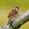 Sparrow In Tree Paint By Numbers