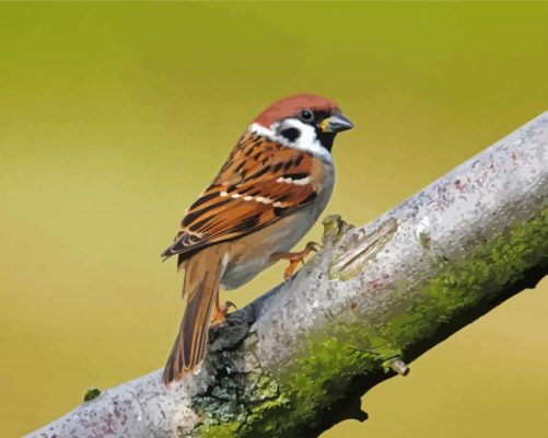 Sparrow In Tree Paint By Numbers