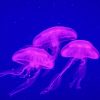 Three Blue And Purple Jellyfish Underwater Paint By Numbers