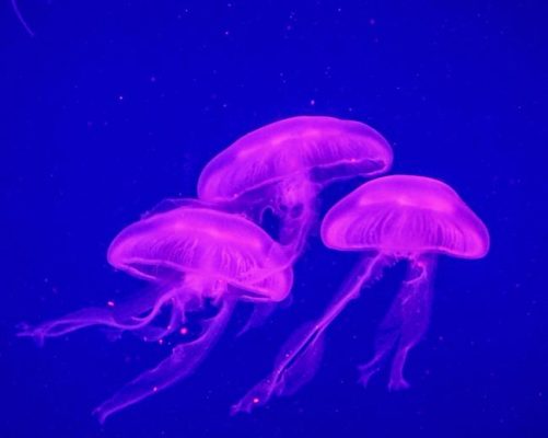 Three Blue And Purple Jellyfish Underwater Paint By Numbers