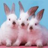 White Three Bunnies Paint By Numbers