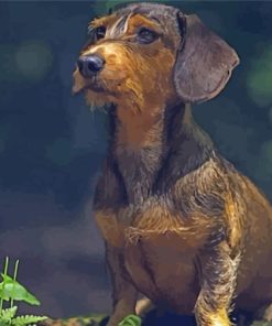 Wire Haired Dachshund Dog Paint By Numbers