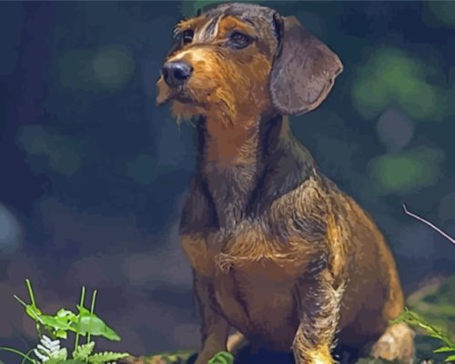 Wire Haired Dachshund Dog Paint By Numbers