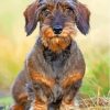 Wire Haired Dachshund Paint By Numbers