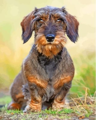 Wire Haired Dachshund Paint By Numbers