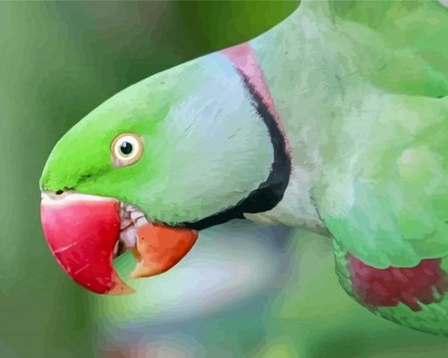 Alexandrine Parakeet Bird Head Paint By Numbers