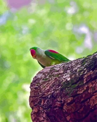 Alexandrine Parakeet Paint By Numbers