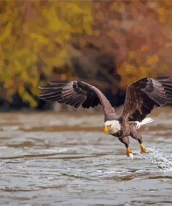 Bald Eagle On River Paint By Numbers