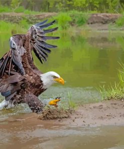 Bald Eagle On The River Paint By Numbers