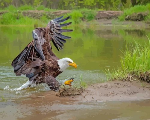 Bald Eagle On The River Paint By Numbers