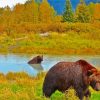 Bear In Water Alaska Paint By Numbers