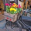 Bicycle And Tulips Paint By Numbers