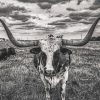 Black And White Longhorn Paint By Numbers