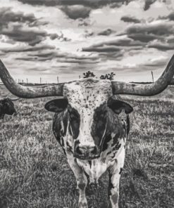 Black And White Longhorn Paint By Numbers