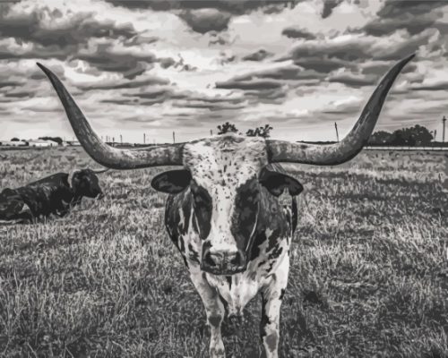 Black And White Longhorn Paint By Numbers