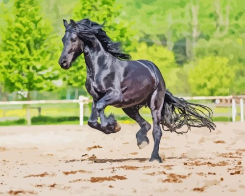 Black Sport Horse Paint By Numbers