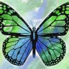 Blue And Green Butterfly Paint By Numbers