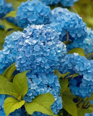 Blue Flowers Hydrangea Paint By Numbers