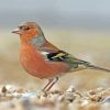 Chaffinch Bird Paint By Numbers