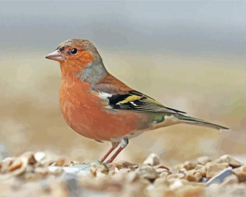 Chaffinch Bird Paint By Numbers