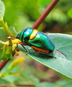 Christmas Beetle Insect Paint By Numbers
