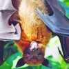 Close Up Giant Golden Crowned Flying Fox Animal Paint By Numbers