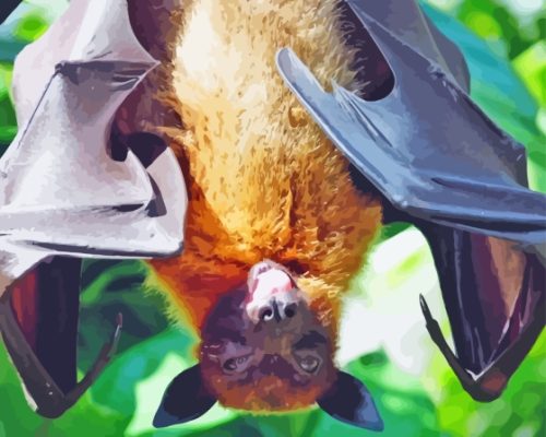 Close Up Giant Golden Crowned Flying Fox Animal Paint By Numbers