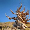 Great Basin Bristlecone Pine Paint By Numbers