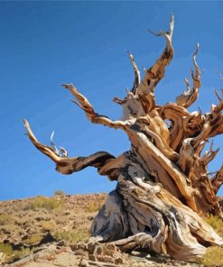 Great Basin Bristlecone Pine Paint By Numbers