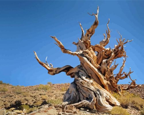 Great Basin Bristlecone Pine Paint By Numbers