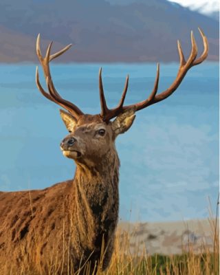 Landscape Stag On A Beach Scotland Paint By Numbers