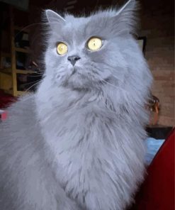 Longhair Grey Cat Yellow Eyes Paint By Numbers