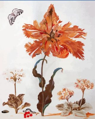 Maria Sibylla Merian Paint By Numbers