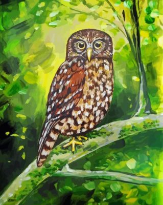 Morepork Bird Paint By Numbers