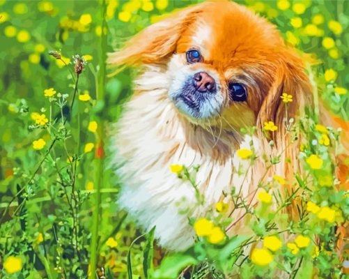 Pekingese Paint By Numbers