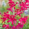 Red Nerine Lily Plant Paint By Numbers