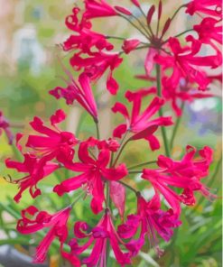 Red Nerine Lily Plant Paint By Numbers