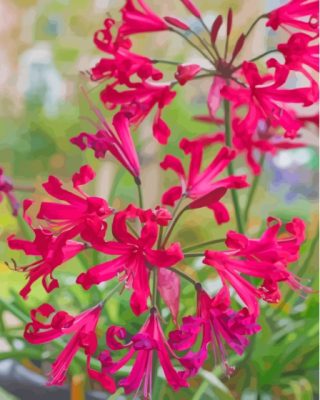 Red Nerine Lily Plant Paint By Numbers