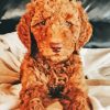 Red Goldendoodle Puppy Paint By Numbers