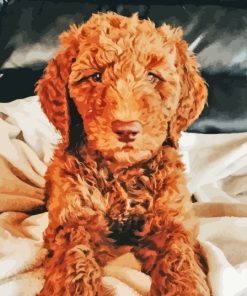 Red Goldendoodle Puppy Paint By Numbers