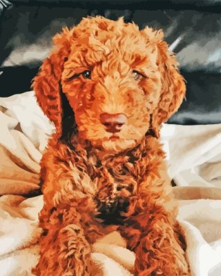 Red Goldendoodle Puppy Paint By Numbers