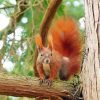 Red Squirrel On A Branch Paint By Numbers