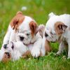 Small Bulldogs Playing Together Paint By Numbers