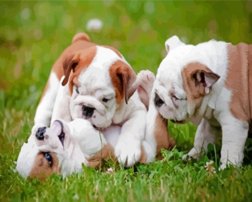 Small Bulldogs Playing Together Paint By Numbers