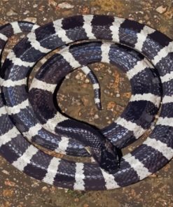 The Krait Snake Paint By Numbers