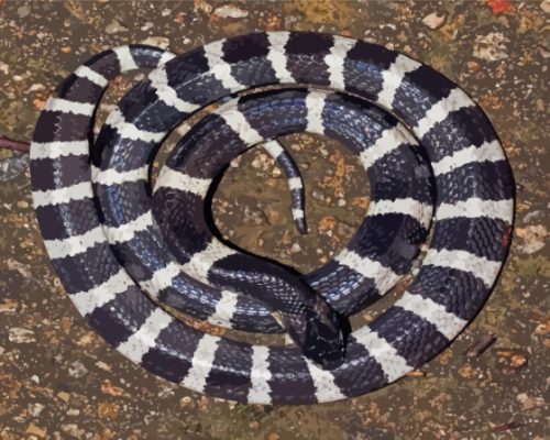 The Krait Snake Paint By Numbers