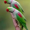 Two Alexandrine Parakeet Birds Paint By Numbers