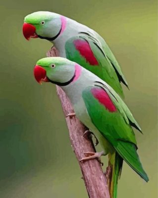 Two Alexandrine Parakeet Birds Paint By Numbers