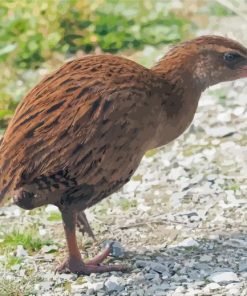 Weka Paint By Numbers